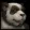 Pandaren icon